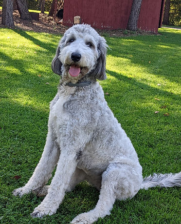 Bigelow Poodles Sheepadoodle Freyja