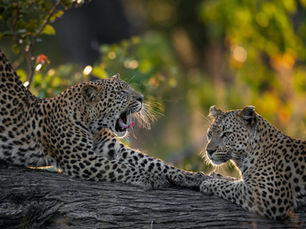 Plan Your Tanzania Safari Itinerary with Ease