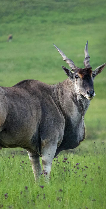 A solo beautiful Eland watching from a closer range in Serengeti plains