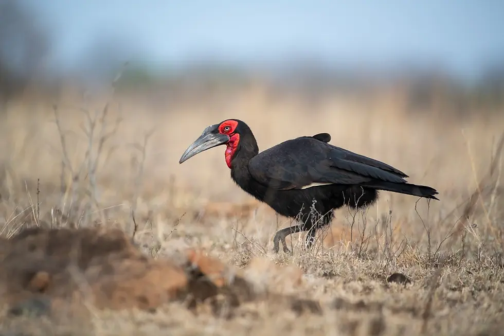 Bird_Ground_Hornbill