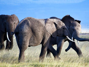 Unveiling Northern Tanzania Through Spectacular Safaris