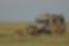 Three female lions beside the safari jeep in Serengeti plains.jpg
