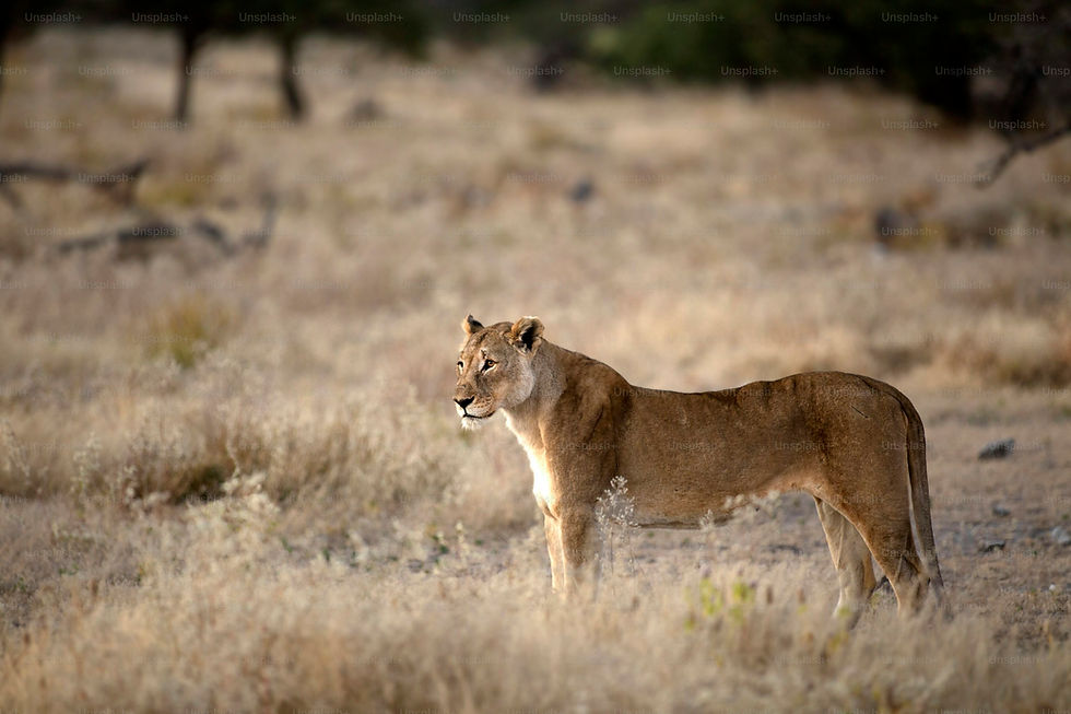A Solo female lioness watching from far