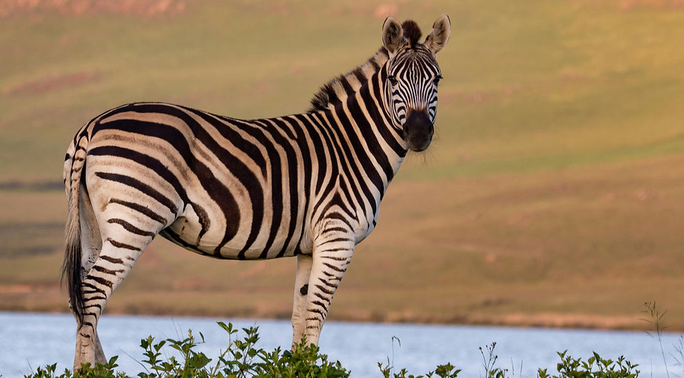 Zebra watching from a closer Range