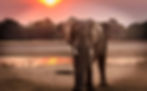 Elephants standing infont of a dum and a sunset from far
