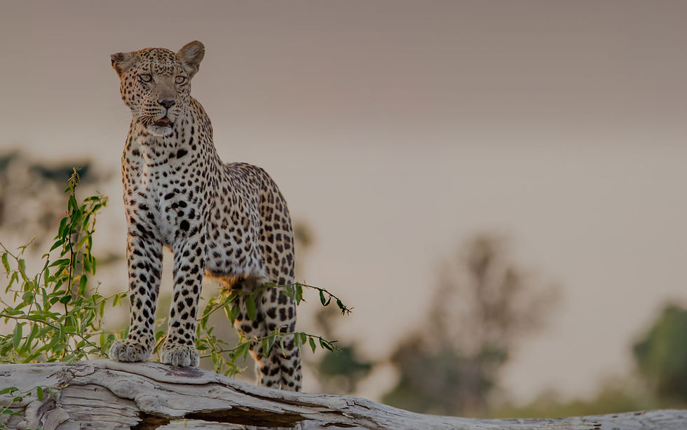 leopard on gray rock during daytime_edited_edited.jpg