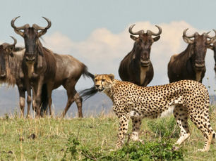 Experience the Great Migration on an African Safari
