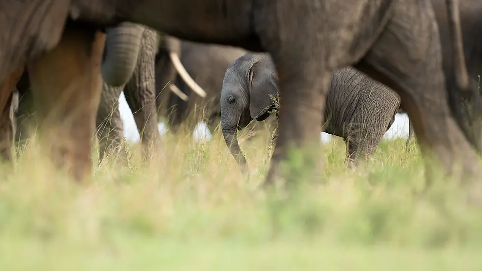 A Group of African Elephant Herd in Central Serengeti
