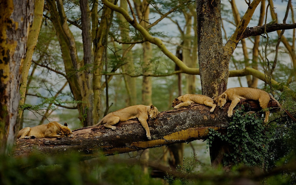 A Pride o Loness sleeping  a top of Acacia trees