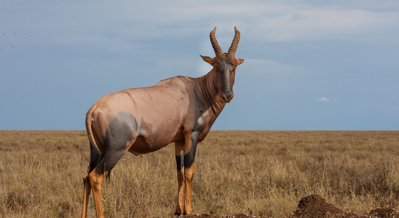 Topi standing at the temite mound in Serengeti