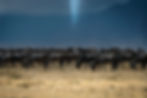 Northern Serengeti Wildebeest Migration