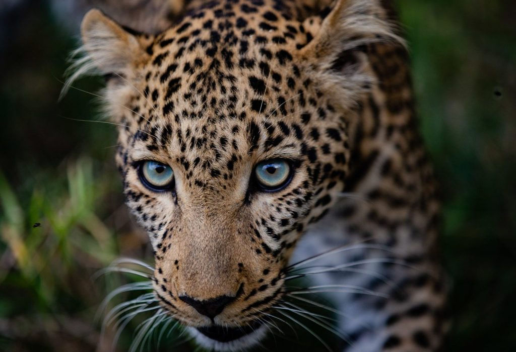 A Leopard Face at a closer range