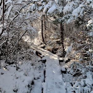 Ponemah Bog: Marti Warren