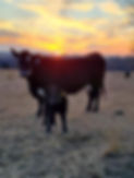 Cow%20at%20Sunset_edited.jpg