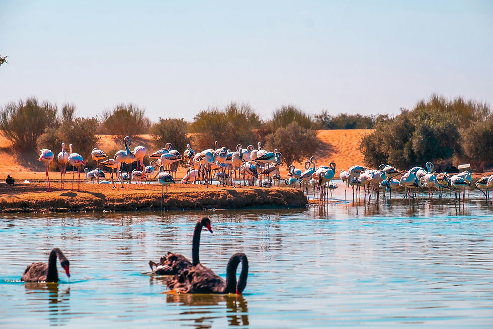 Wild Wadi Water Park Dubai