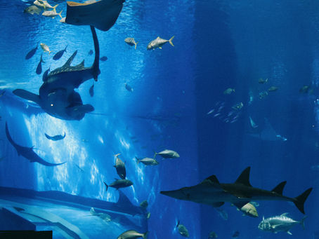 Why Dubai Aquarium Tickets Are Worth It in 2025 – Sharks, VR & More!