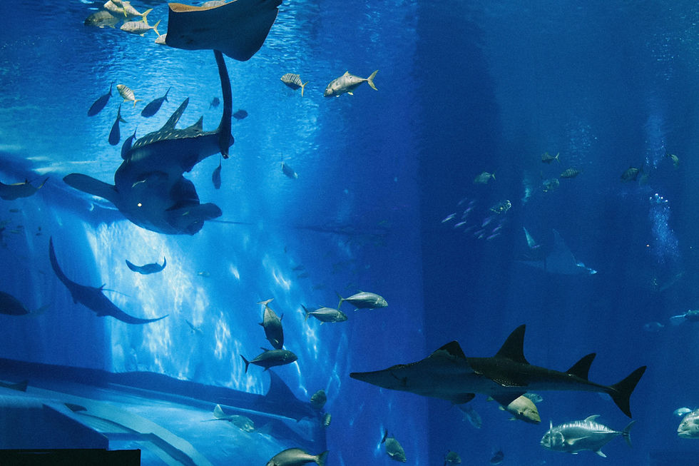 Dubai Aquarium Tickets