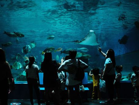 Why Dubai Mall Aquarium is the Perfect Family Attraction