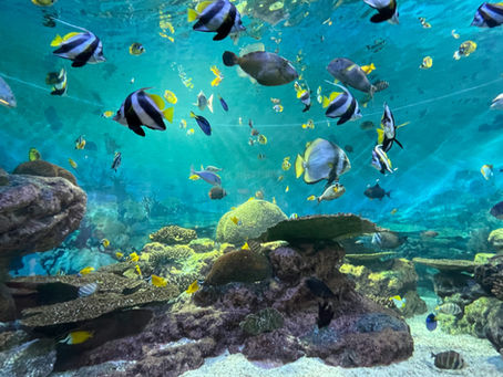 Discover the Wonders of the Deep at Dubai Aquarium & Underwater Zoo