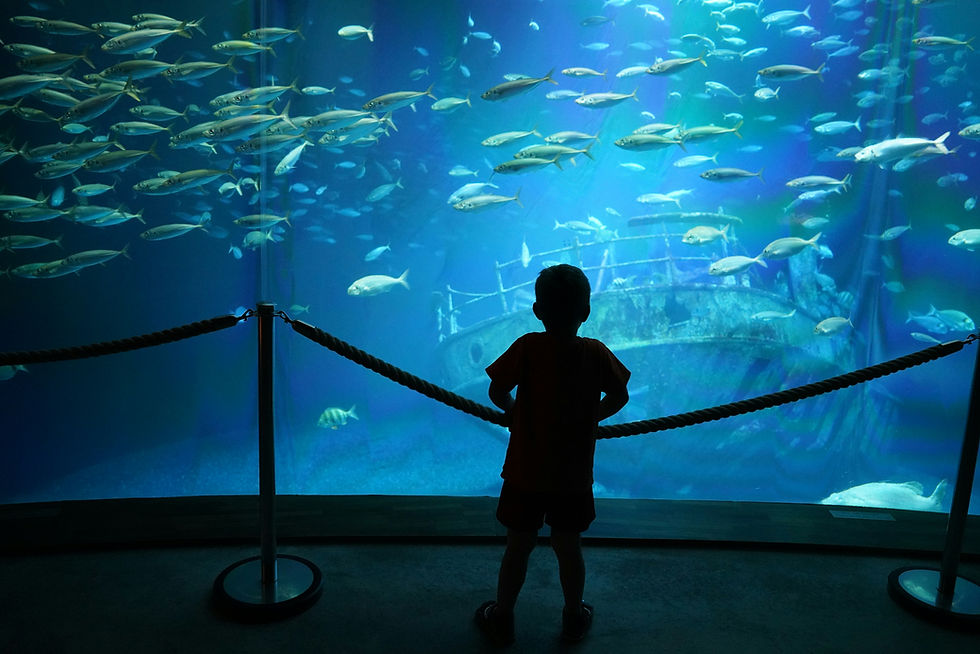 7 Things Kids Will Love at Dubai Mall Aquarium