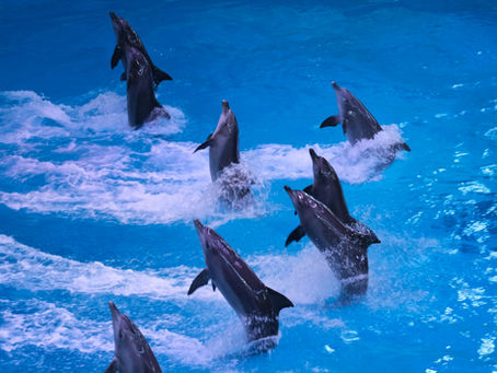 How to Make the Most of Your Day at the Dubai Dolphinarium