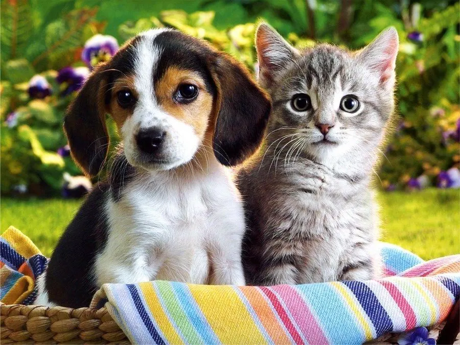 kitten-and-puppy-kquhruwha0u985wq.webp