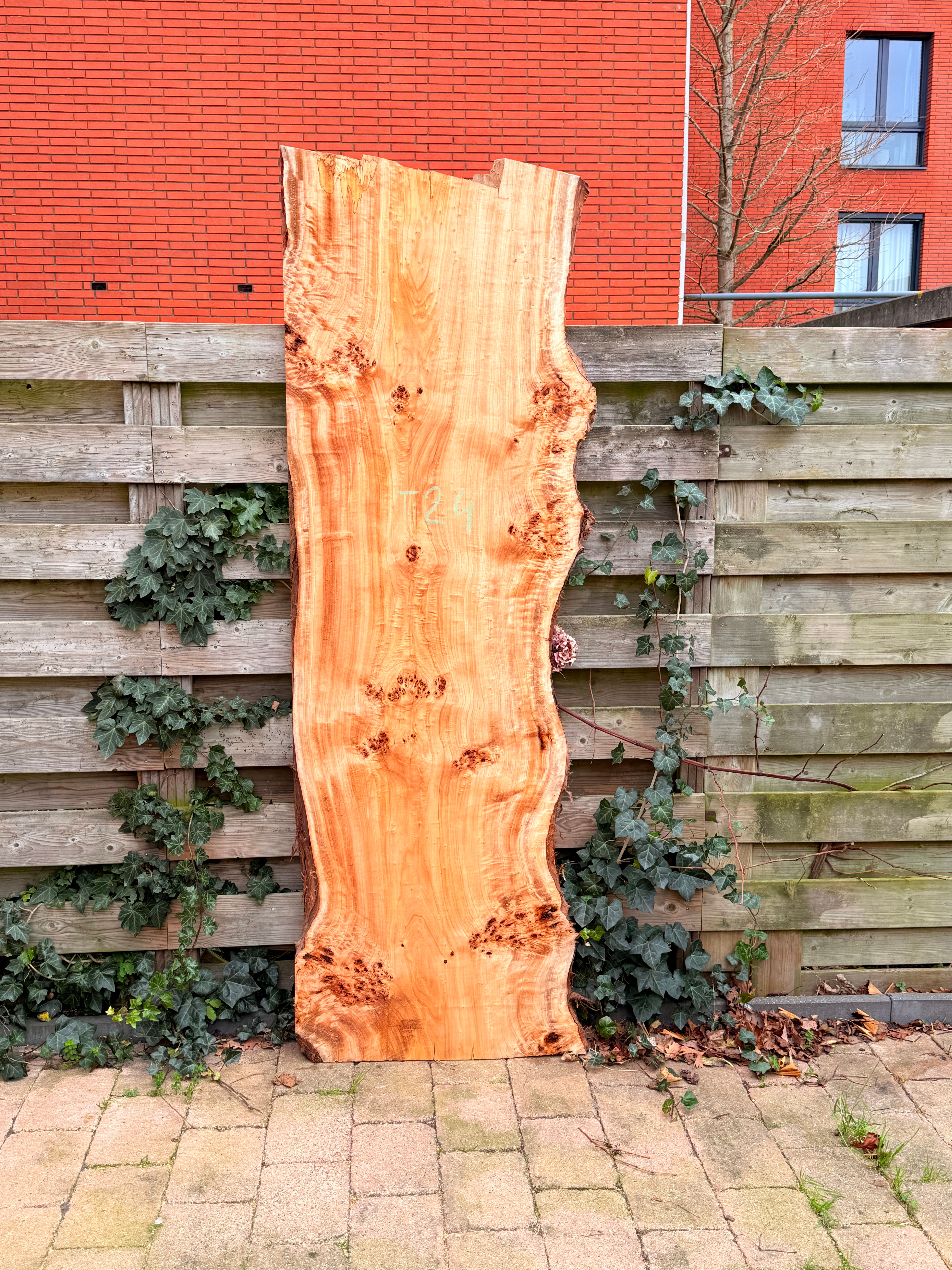 Populieren Houten Plank - T24 (Zelf Ophalen)