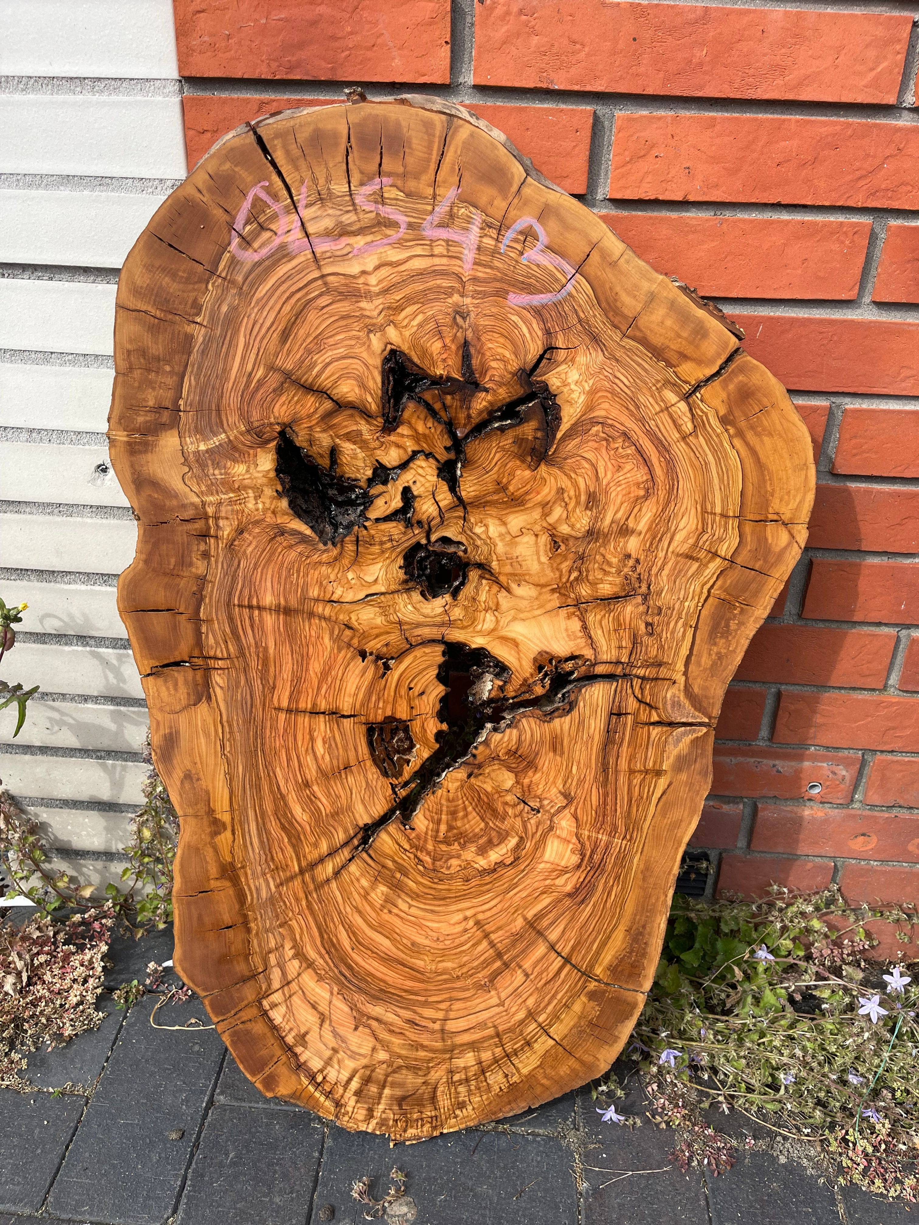 Olive Wood Disc - OLS43