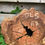 Thumbnail: Olijf Houten Schijf - OLS67