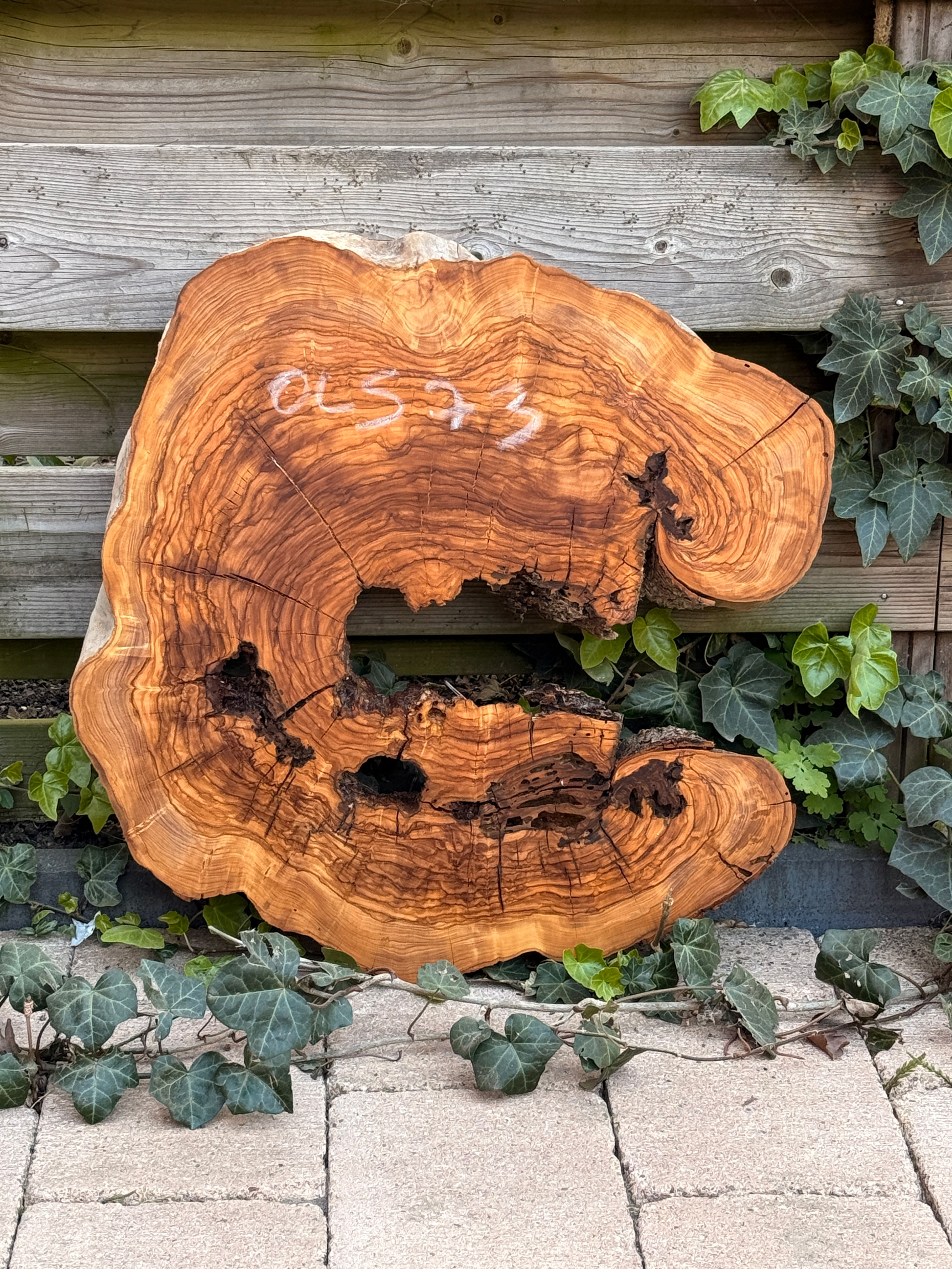 Olijf Houten Schijf - OLS73