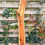 Thumbnail: Walnoot Houten Plank - X164 (Zelf Ophalen)