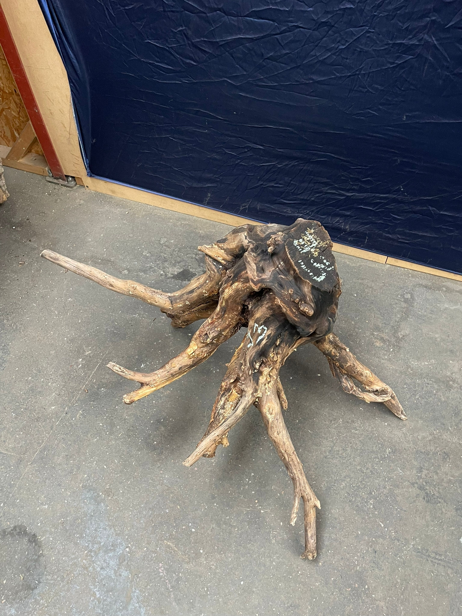 Wiśniowa Marchewka - J3