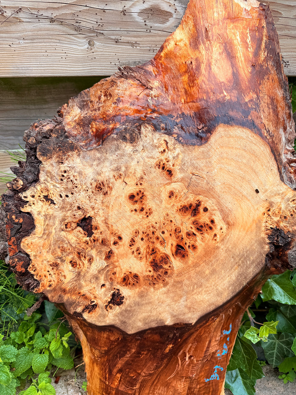 Miniatura: ​​​​​​​Populieren Hout  - TS4