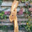 Thumbnail: Olive Wood Plank - OL81