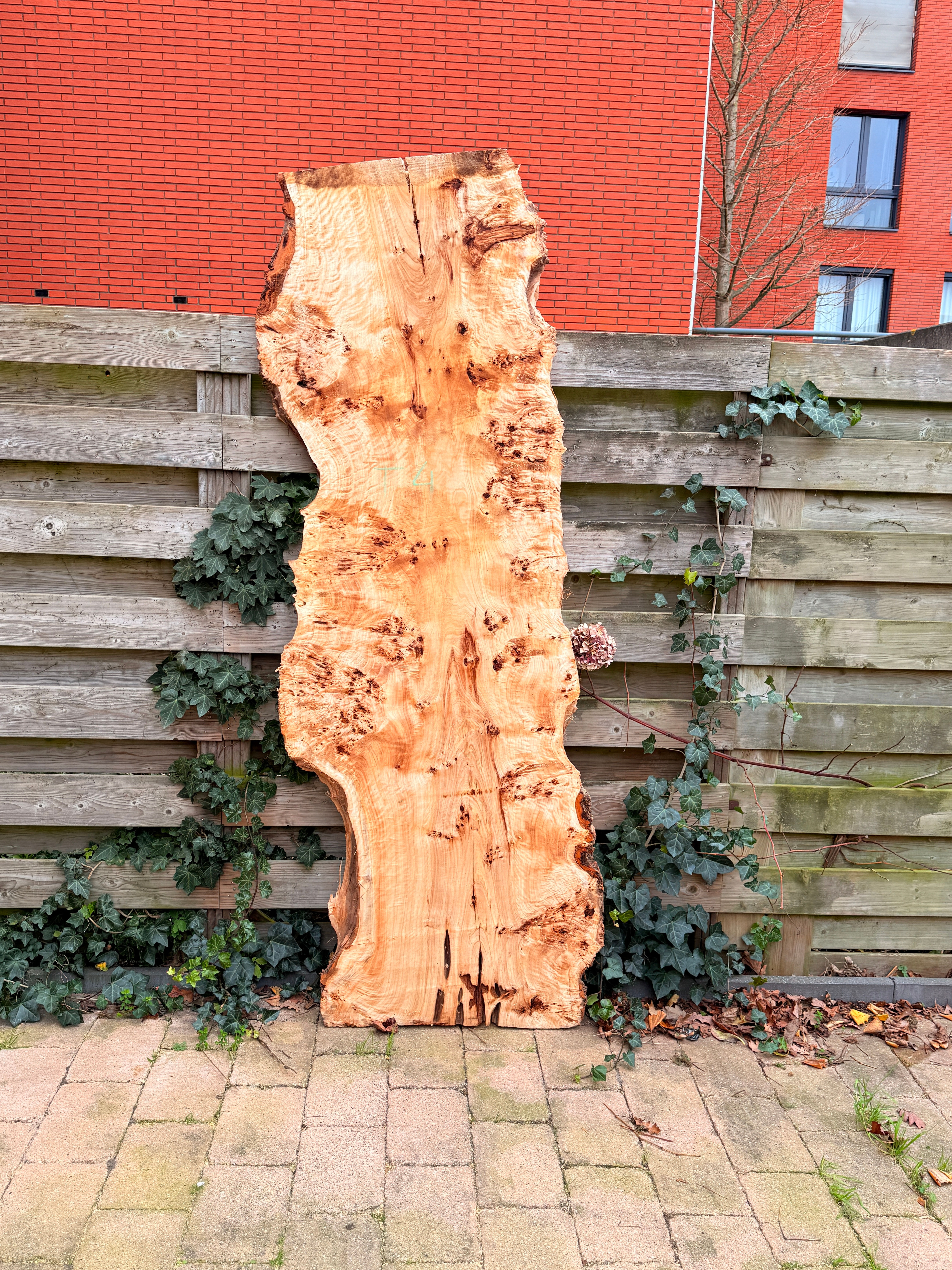 Populieren Houten Plank - T4 (Zelf Ophalen)