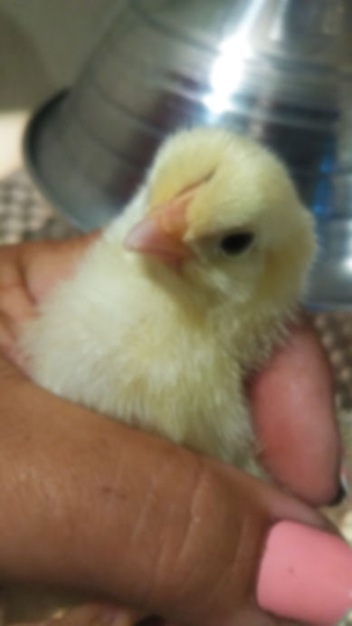 Support Our Flock: Feed Our Chickens and Turkeys Subscription