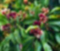 Thumbnail: Whole Cloves | 5 oz Bag