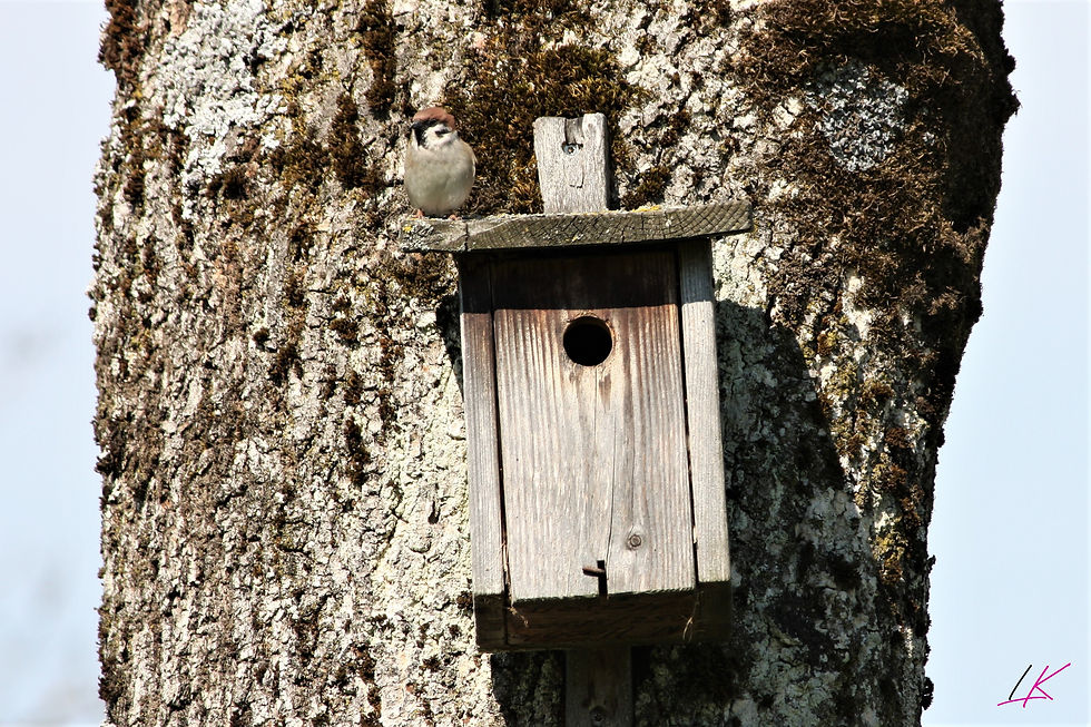 Miniaturbild: Fotogrusskarte Vogel