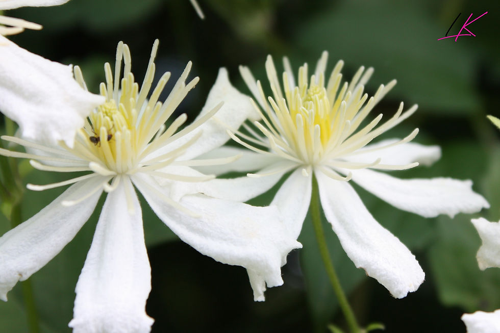 Miniaturbild: Fotogrusskarte Blume