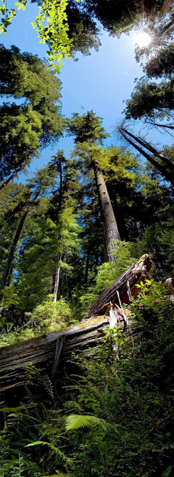 Big Sur Redwoods #2 2008