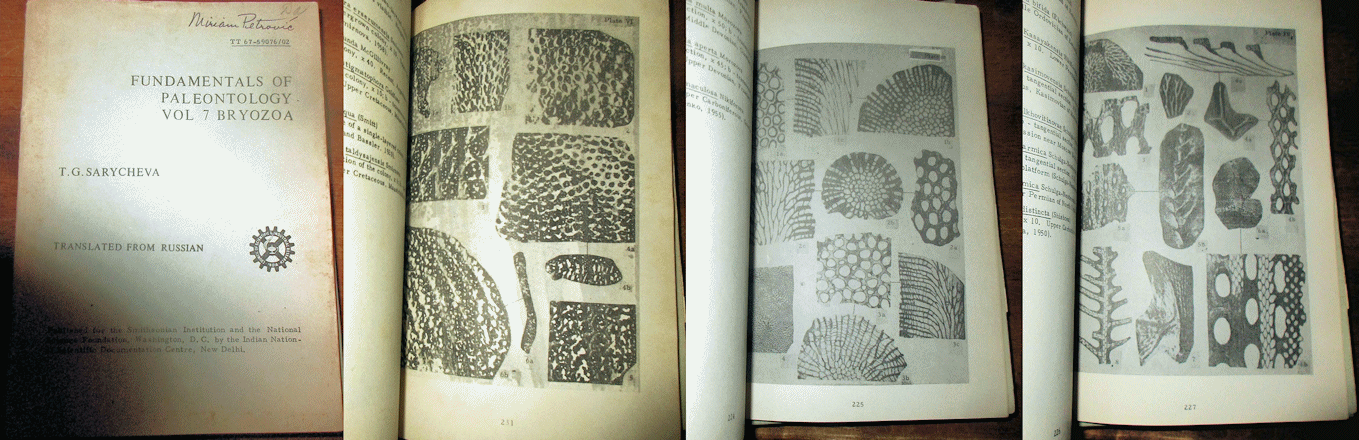 BryozoaTrans.gif