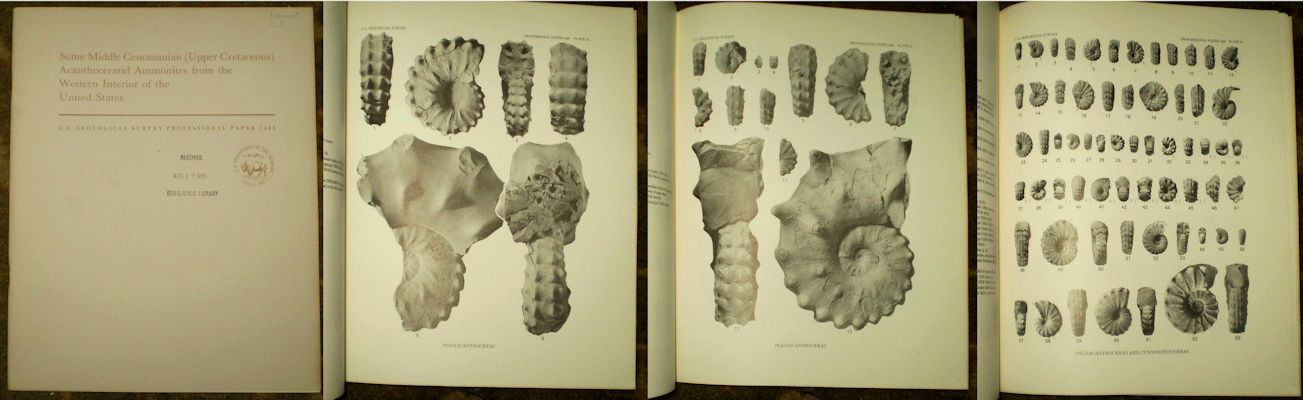 PP1445Acanthoceratid.gif