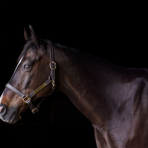 Equine Session Highlight: Reilly's Fine Art Equine Shoot | Indianapolis IN Equine Photographer