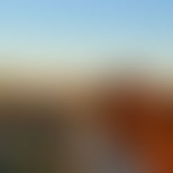 A red bay mare standing in a pasture.