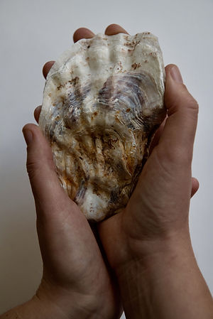 Nature Writing_Muscheln