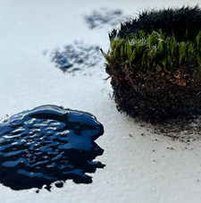 Writing Moss