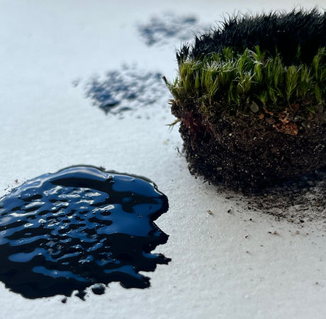 Nature Writing_Moos und Tinte