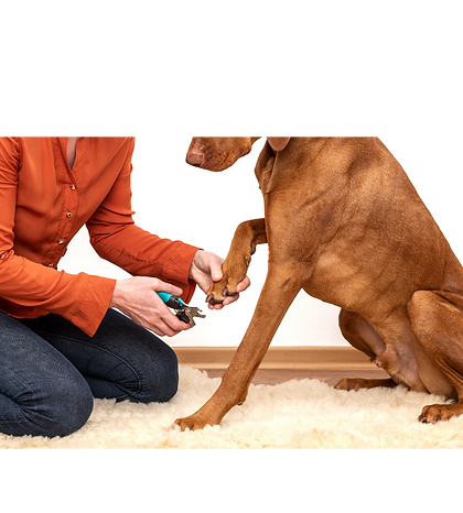 Femme qui coupe doucement les griffes de chien brun.