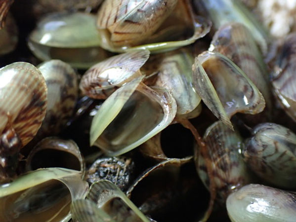Asian Date Mussel.jpeg