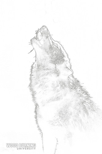 Howling Wolf | WB University